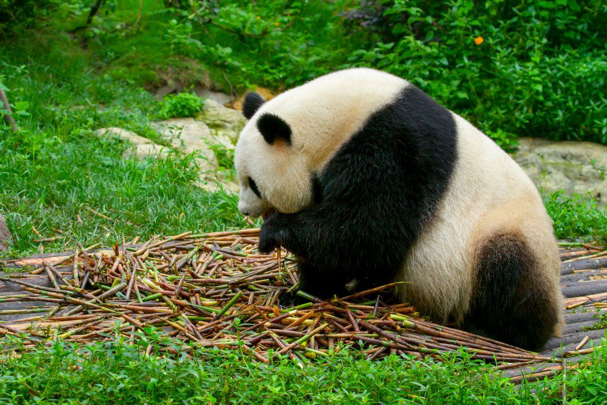 Giant panda in Chengdu